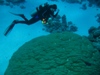 really big coral.jpg